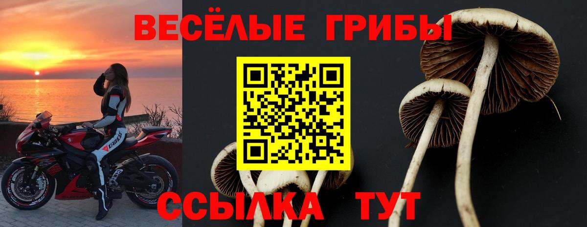 Галлюциногенные грибы Psilocybe Архангельск